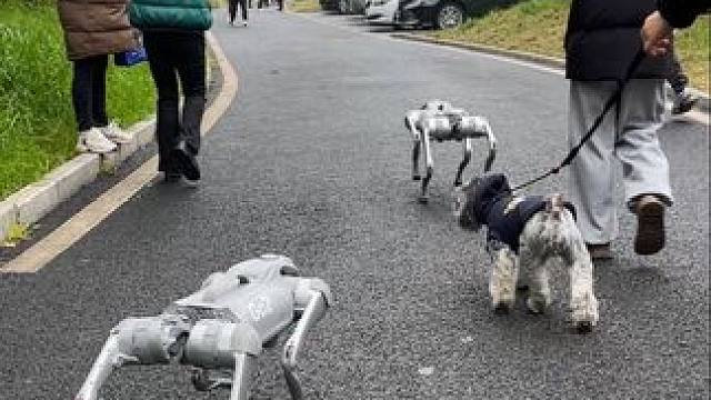 真狗还是假狗，时间会给出答案 川味纪录片拍摄花絮#川味纪录片  #川味花絮 #川味