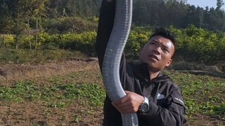 國內(nèi)極限個(gè)體（眼鏡王蛇）