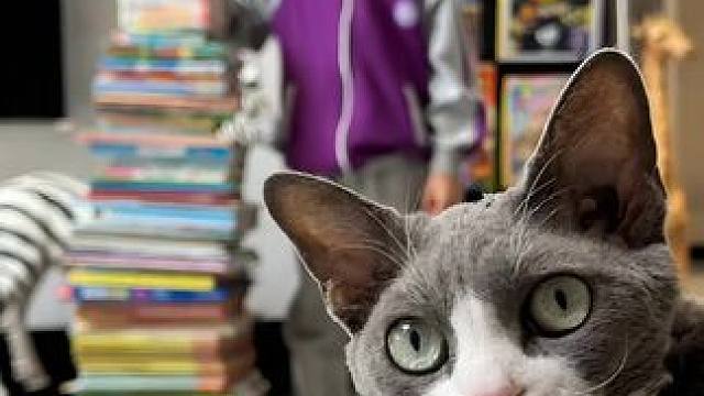 #双枪小猫 变单枪