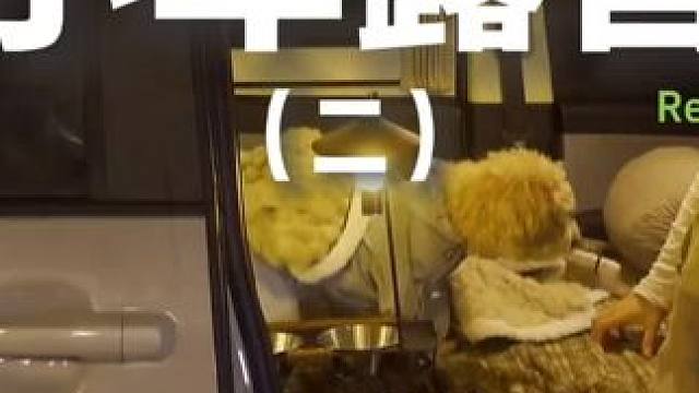 小车露营（二）#露营 #助眠 #解压 #汽车露营 #户外露营