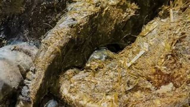 这么大一只空心牛蹄到底是怎么形成的#解压 #修牛蹄