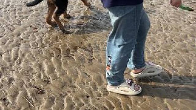 狗生第一次来海边#德牧