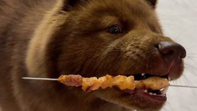 第一次吃烧烤的小狗不会吃，想吃又怕我捏它嘴筒子，直接生气不吃了#土松 #山牛红 #毛孩子