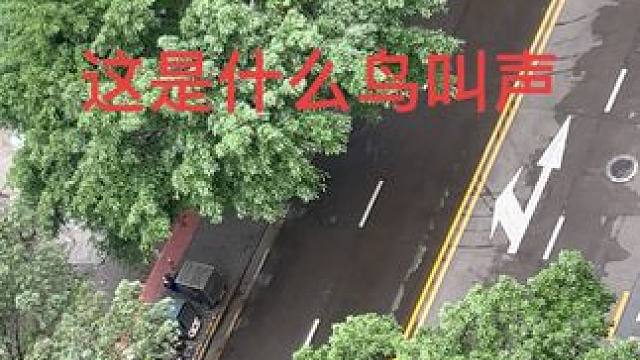 万能的抖友们，谁知道这是什么鸟在叫，天天老早就听见在叫，叫得还大声！五一假期呢，还让不让人好好休息了