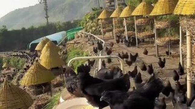 天津特产麻酱鸡蛋，口感沙沙糯糯，咸度只有咸鸭蛋的四分之一 #麻酱鸡蛋