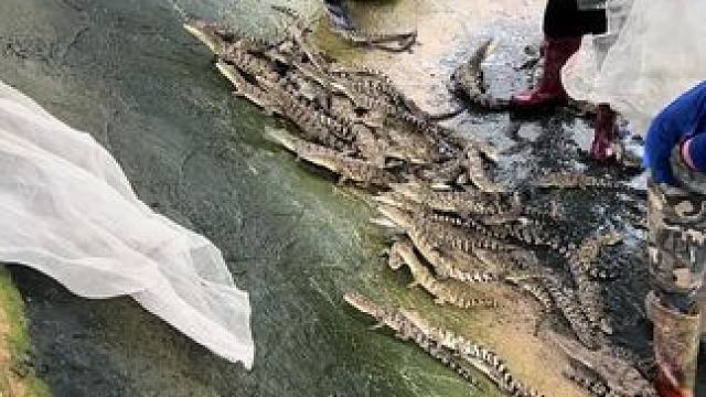 给小皮鞋换个环境#农村创业养殖 #非专业人士请勿模仿