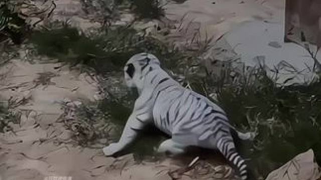 饲养员呼叫虎妈 小老虎呼叫呼唤它的妈妈#老虎 #小白虎 #动物园