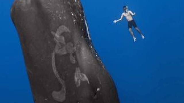 纯粹自由、回归海洋
#潜水 #潜水员 #鲸鱼 #水下摄影 #毛里求斯