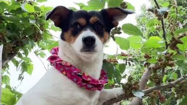 回到家，说我“破小子一样”吃嘴猴托生里，
叫嫩俩挪管子里，半天没看见人 #回村的生活  #桑椹 #乡