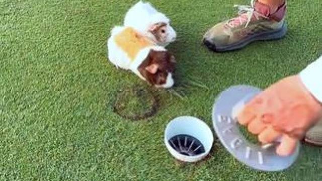 美国侯总高尔夫场的球杯打造和回填。 #高尔夫球洞演示 #高尔夫 #极度舒适 #高尔夫球 #解压视频