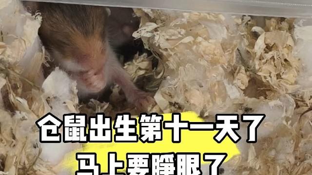 仓鼠出生第十一天