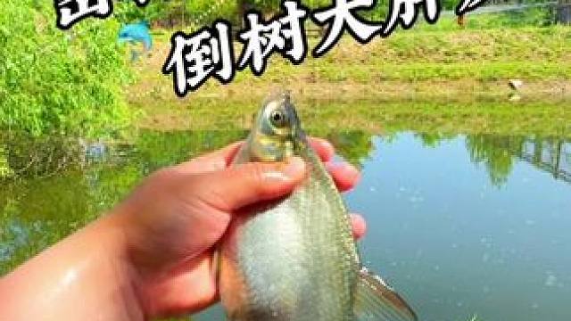 密林倒树大胖皮 #钓鱼#野河野钓#嫩玉米 #蓝鲫青春版#野钓