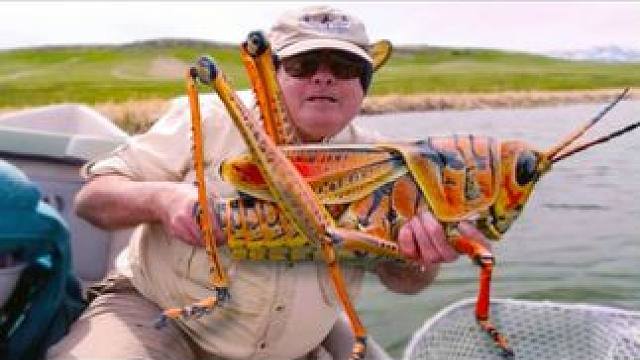 世界上体型最大的10种昆虫（3） #科普 #探索世界 #动物世界 #动物百科 #自然奇境科普季