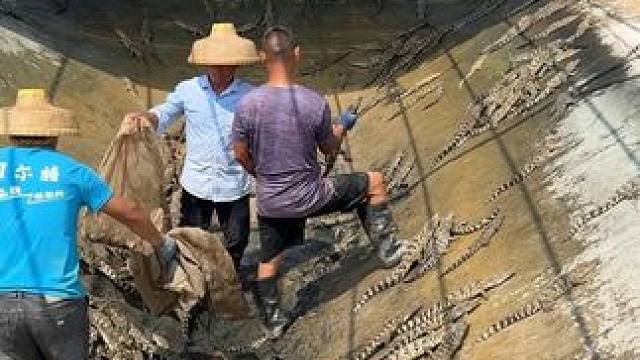 抓鱼第一视角……#鳄鱼 #农业养殖 #鳄鱼养殖场