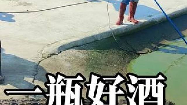 这条大鳄鱼做成了酒？这世上果然有太多谜团！#鳄鱼养殖场 #鳄珍  #奇闻异事 #谜团