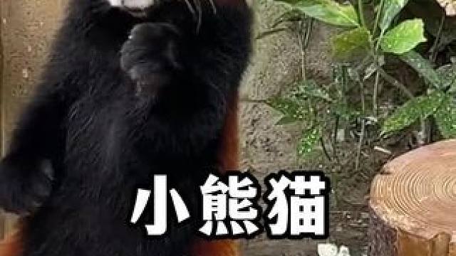 谁能拒绝一只这么可爱的小熊猫呢？#小熊猫 #治愈系