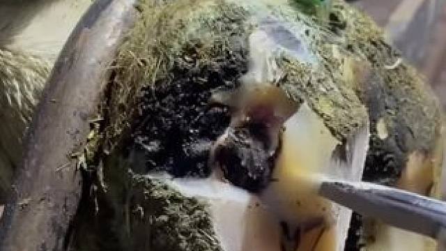 蹄底出现黑色印记肯定不简单#解压 #修牛蹄