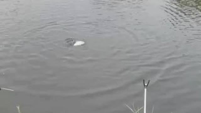 嗓子还没好，忍不住又来了，钓不完，根本钓不完！