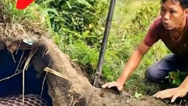 越南两名男子作死，跑到野外挖土洞，最后竟捉到五条眼镜王蛇！ #越南捕蛇人 #眼镜王蛇 #眼镜蛇 