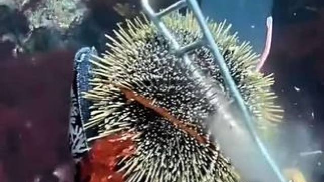 捞海胆捉龙虾 #国外视频分享 #海洋生物 #潜水