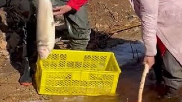 #捕鱼达人 #年年有大鱼