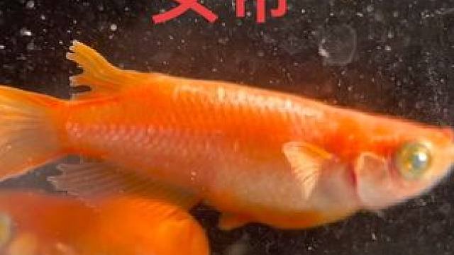 观背青鳉《女帝》国产巅峰之作，追求极限红度，追求永无止境，勇敢去做#观赏鱼 #观背青鳉