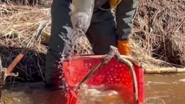 #年年有大鱼 #捕鱼达人