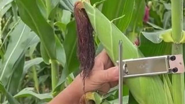 万万没想到就是这奇葩的操作，却让他家多赚了5000万！ #玉米碴子#玉米 #粗粮