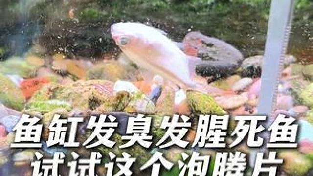 鱼缸底床腥臭发黑，鱼粮残渣和鱼便堆积造滋生有害菌。 每周按比例给鱼缸加这个泡腾片，改善水质，适合不爱