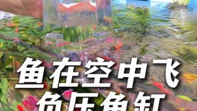 用负压缸解锁全新鱼缸空间，让鱼儿在空中飞，鱼儿乐翻天！ #负压鱼缸 #新手养鱼 #水族爱好者 #鱼缸