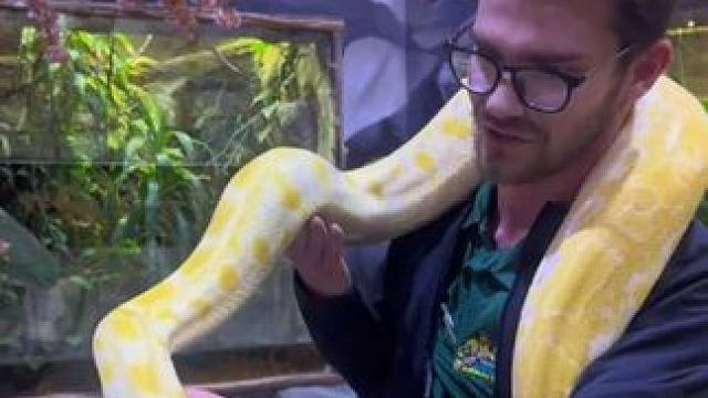 黄金蟒 #国外视频分享 #奇妙的动物