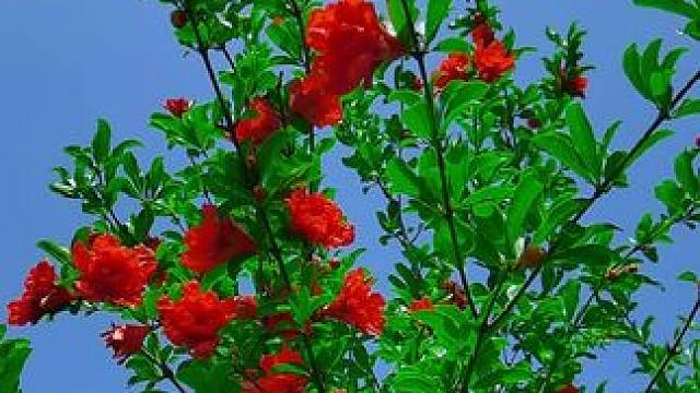 #一花一草一世界