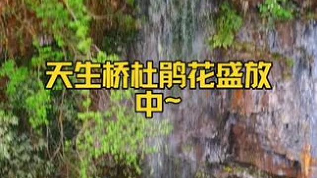 据说这周只需要上3天就放假了，快来徒步赏花撒欢吧#成都周边赏花地推荐 #永远喜欢大自然的生命力 #很