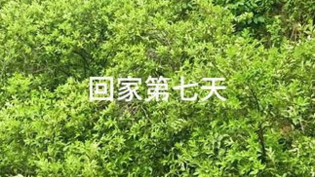 回家第七天，今天中午吃鸡。#农村生活 #我的农村生活 #日常分享 #我的vlog