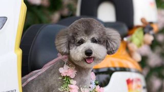 #花期已至美好如初 #蔷薇花 在郑州人挤人的蔷薇花墙给狗狗拍写真 居然如此简单#郑州宠物摄影 #郑州