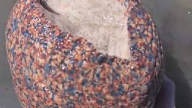 赶海收获一只大涡螺 #国外视频分享 #海洋生物 #赶海