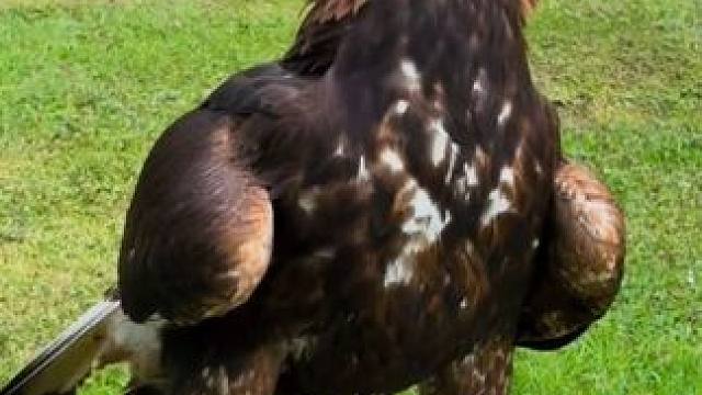 宠物金雕吃大餐 #国外视频分享 #奇妙的动物 #宠物