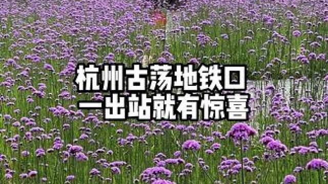 杭州地铁口小惊喜，浪漫紫色花海，位置就是古荡地铁站c口，瑜伽熊猫背后。#杭州 #马鞭草花海