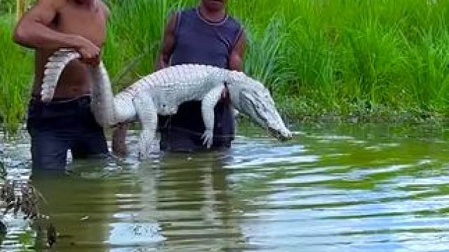 东南亚特色美食 #户外美食 #野外生活 #农村户外美食 #野外生存 #乡村美食