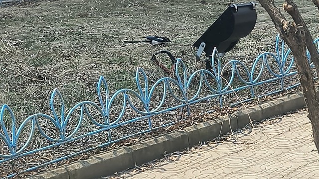 小鸟小鸟你要去哪里