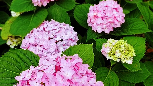 免费绣球花开了，交通方便，渝北动步公园