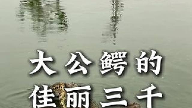 大公鳄鱼的佳丽三千#鳄鱼