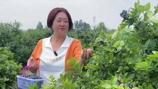 #釆摘蓝莓 #蓝莓采摘 #农场采摘乐趣 #蓝莓熟了新鲜采摘 #万沟缘蓝莓基地 百亩蓝莓园等你实现自由