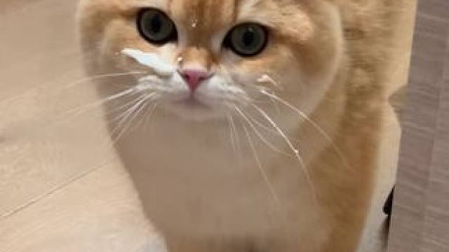 #养儿防老 #讨饭第一猫