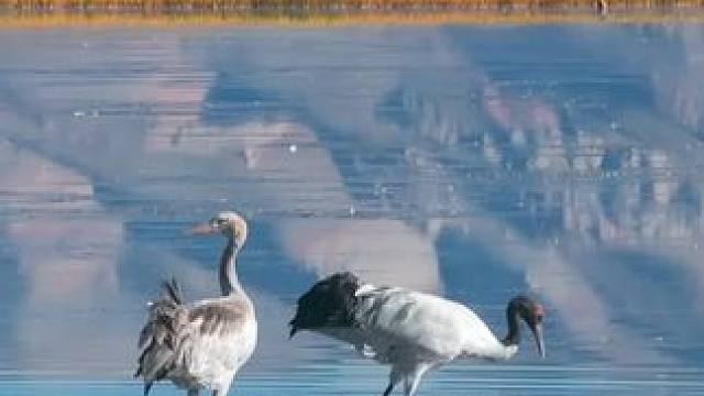 【鹤影天光】雪岭浮光破晓青， 鹤翎扫雾现天镜。 