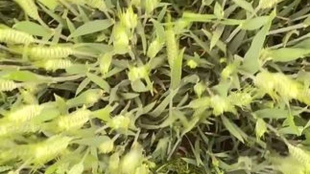 说住“渴里慌”
熊我不沾弦 再薅一趟回家，撂挑子了 #回村的生活 #儿时记忆  #我家的小土狗  #