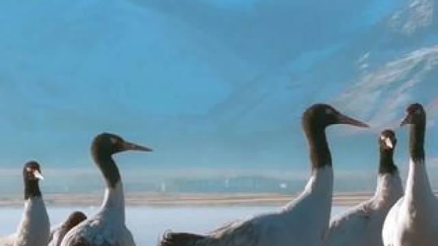 【霜山鹤鸣】冰川如刃割苍穹，鹤唳一声天地空。 #西藏 #高原精灵 #雪域高原 #黑颈鹤 #高原精灵 