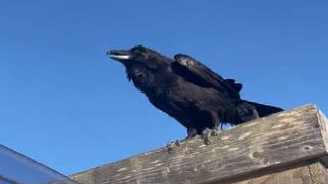 聪明的宠物乌鸦 #国外视频分享 #奇妙的动物 #宠物