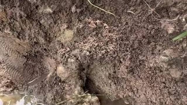 展示真正的技术，看看鱼能把草顶起来#钓鱼的乐趣只有钓鱼人懂 #钓鱼人就是这么疯狂 #钓鱼 #测试