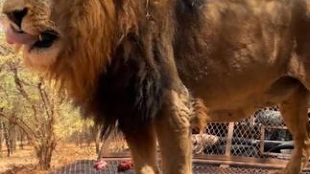 游客在笼子里面看狮子 #国外视频分享 #野生动物零距离 #狮子